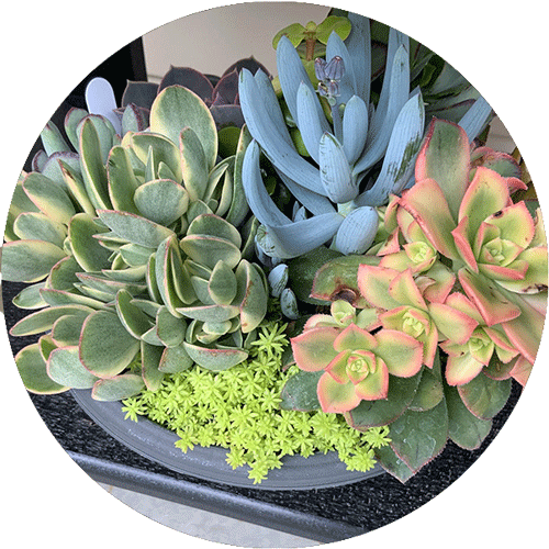 Several different kinds of succulents in a gray planter.